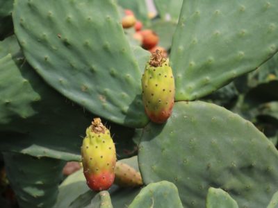 prickly-pear-3026508_1920